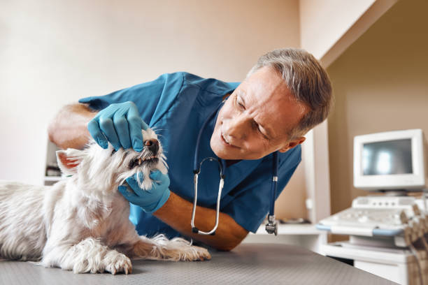 Best Pediatric Emergency Dentist in La Mirada, CA